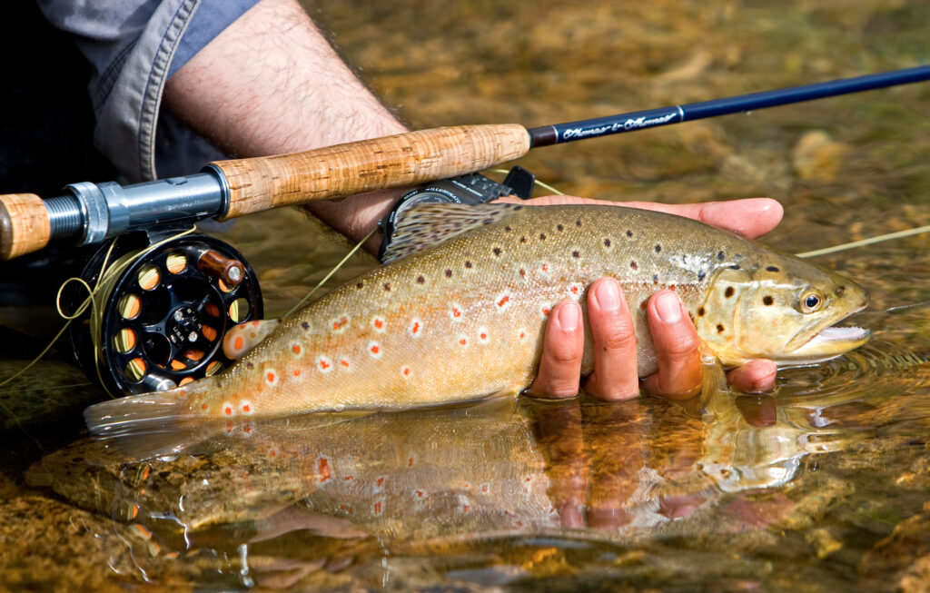 Flathead Lake – Flathead Lake Lodge